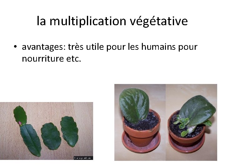 la multiplication végétative • avantages: très utile pour les humains pour nourriture etc. 