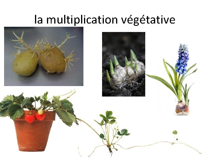 la multiplication végétative 