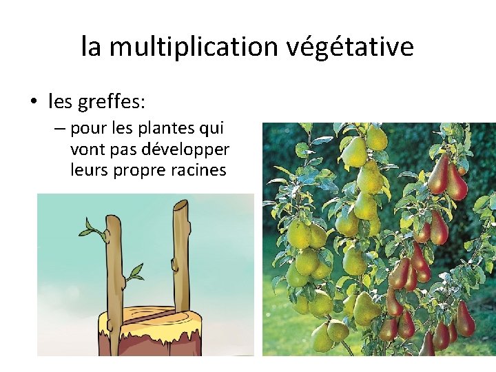 la multiplication végétative • les greffes: – pour les plantes qui vont pas développer
