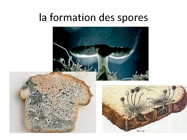 la formation des spores 