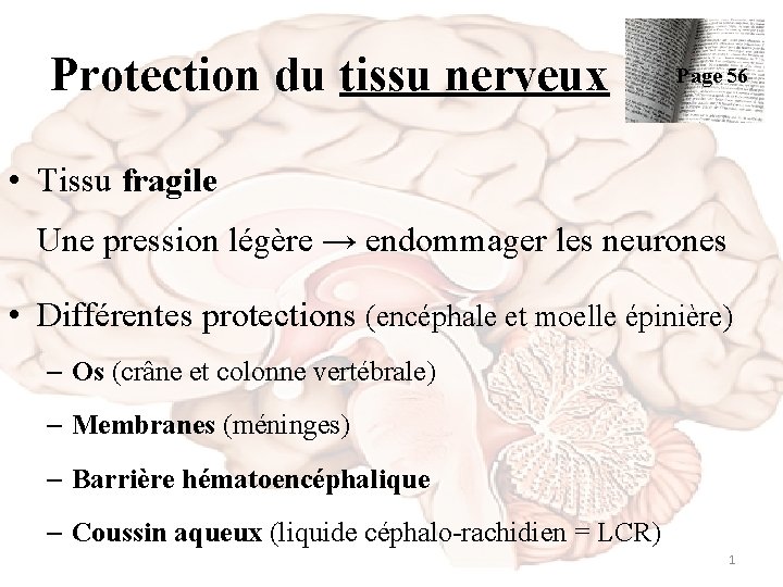 Protection du tissu nerveux Page 56 • Tissu fragile Une pression légère → endommager