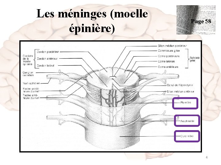 Les méninges (moelle épinière) Page 58 4 