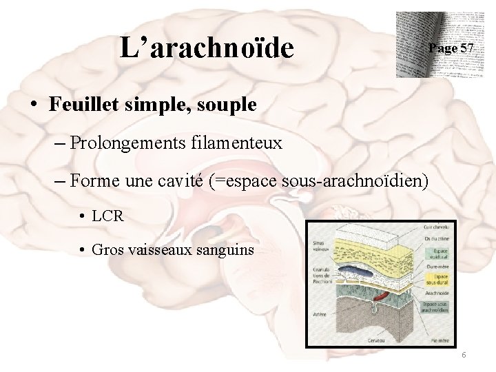 L’arachnoïde Page 57 • Feuillet simple, souple – Prolongements filamenteux – Forme une cavité