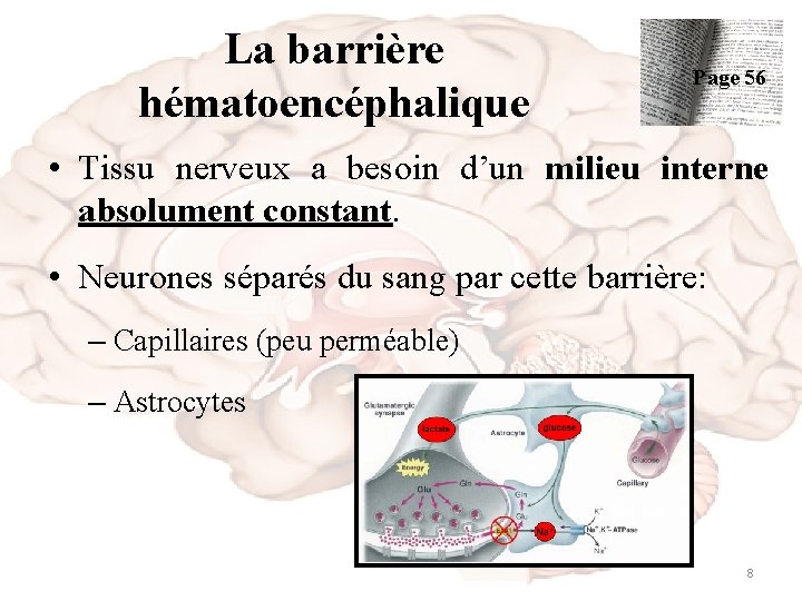 La barrière hématoencéphalique Page 56 • Tissu nerveux a besoin d’un milieu interne absolument