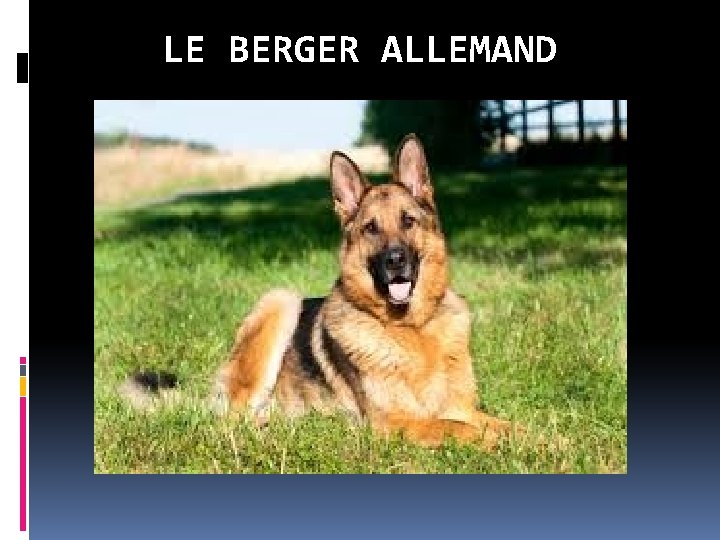 LE BERGER ALLEMAND 