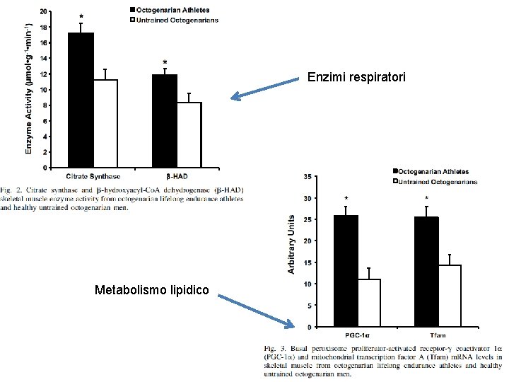 Enzimi respiratori Metabolismo lipidico 