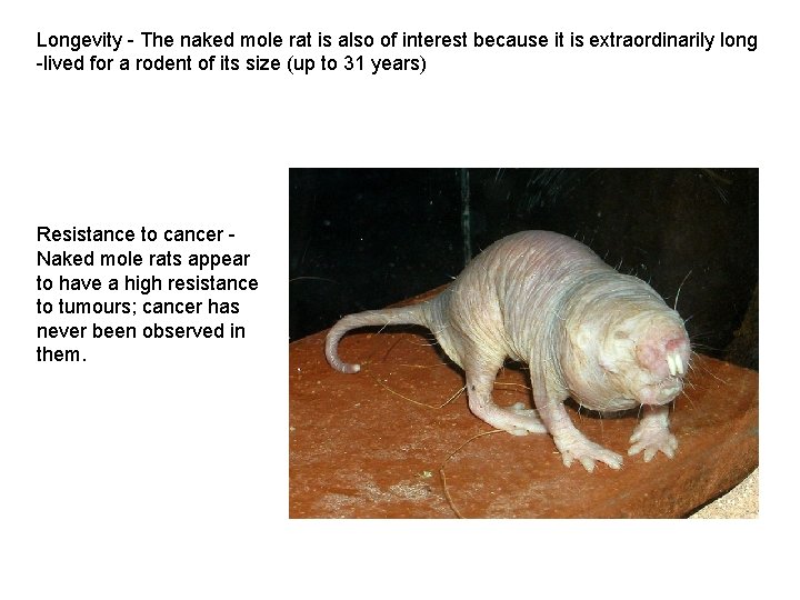 Longevity - The naked mole rat is also of interest because it is extraordinarily