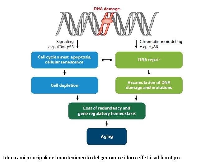 I due rami principali del mantenimento del genoma e i loro effetti sul fenotipo