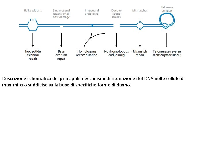 Descrizione schematica dei principali meccanismi di riparazione del DNA nelle cellule di mammifero suddivise