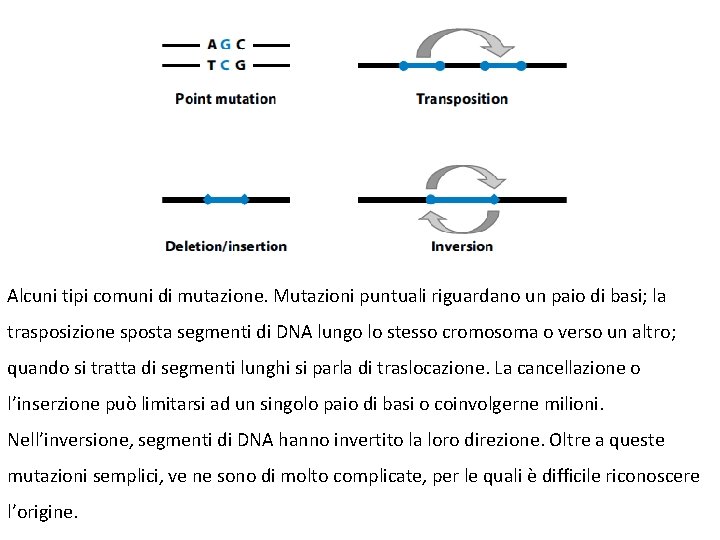 Alcuni tipi comuni di mutazione. Mutazioni puntuali riguardano un paio di basi; la trasposizione