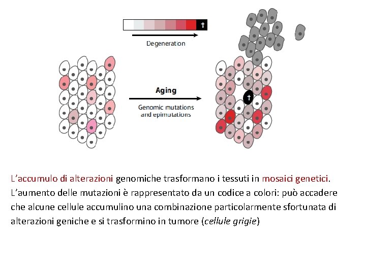 L’accumulo di alterazioni genomiche trasformano i tessuti in mosaici genetici. L’aumento delle mutazioni è