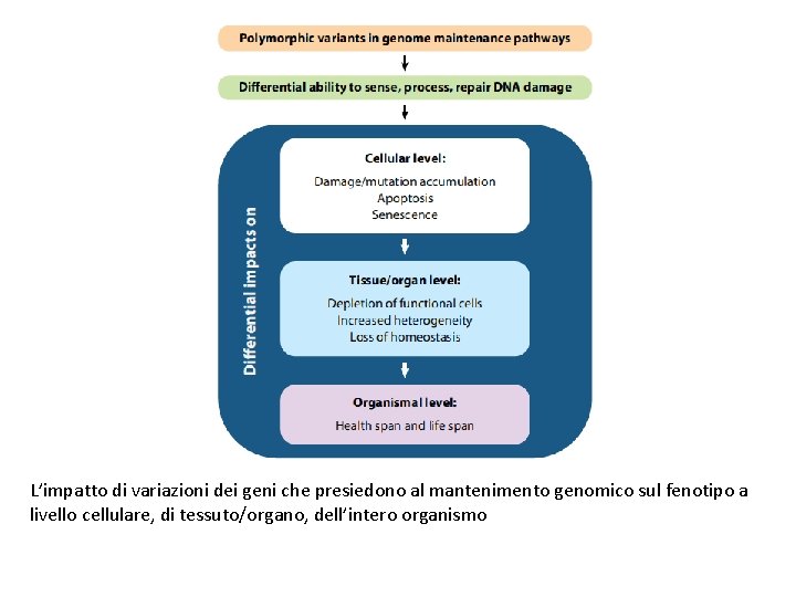 L’impatto di variazioni dei geni che presiedono al mantenimento genomico sul fenotipo a livello