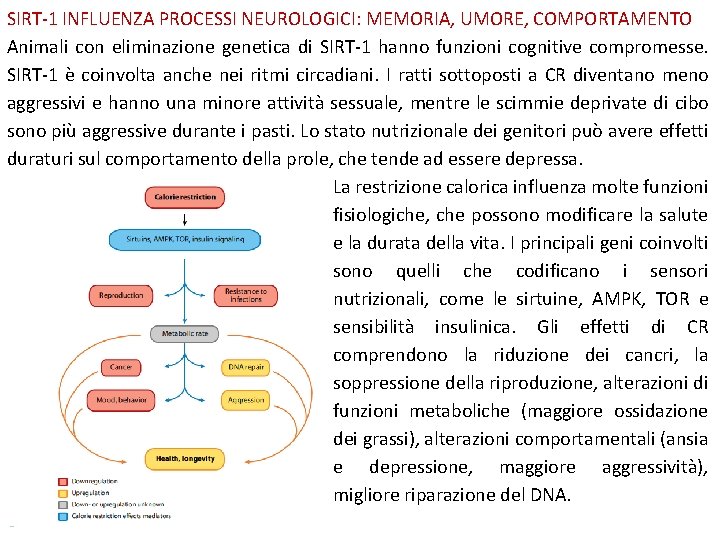 SIRT-1 INFLUENZA PROCESSI NEUROLOGICI: MEMORIA, UMORE, COMPORTAMENTO Animali con eliminazione genetica di SIRT-1 hanno