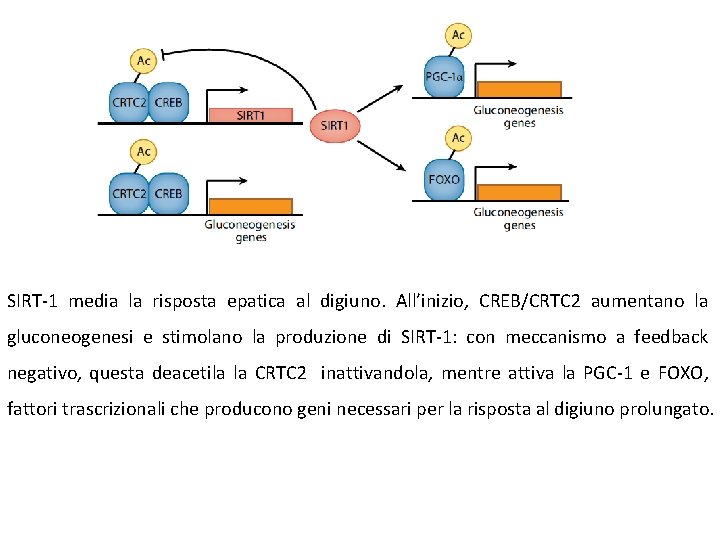 SIRT-1 media la risposta epatica al digiuno. All’inizio, CREB/CRTC 2 aumentano la gluconeogenesi e