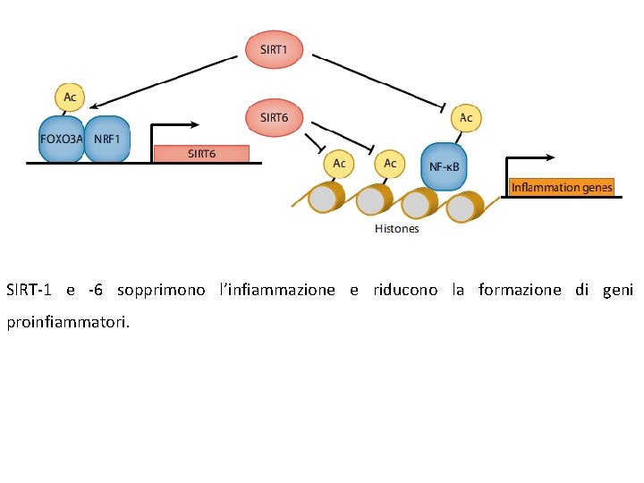 SIRT-1 e -6 sopprimono l’infiammazione e riducono la formazione di geni proinfiammatori. 