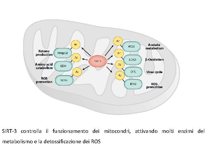 SIRT-3 controlla il funzionamento dei mitocondri, attivando molti enzimi del metabolismo e la detossificazione