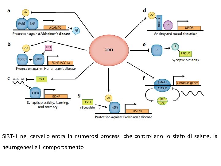 SIRT-1 nel cervello entra in numerosi processi che controllano lo stato di salute, la