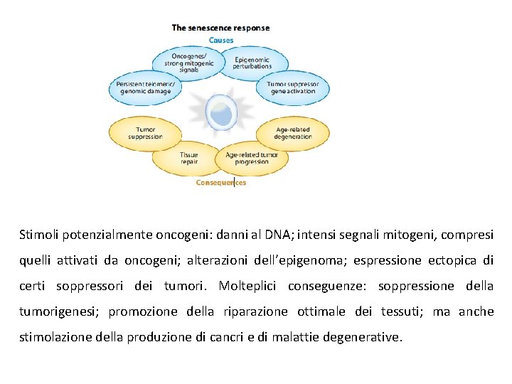 Stimoli potenzialmente oncogeni: danni al DNA; intensi segnali mitogeni, compresi quelli attivati da oncogeni;