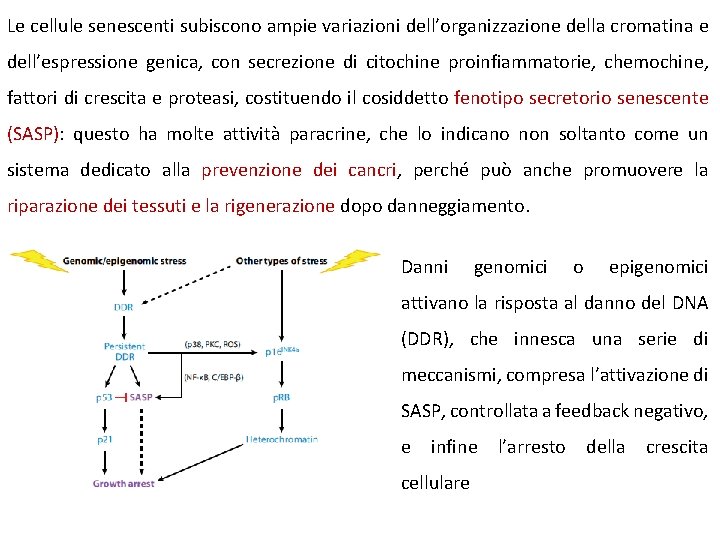 Le cellule senescenti subiscono ampie variazioni dell’organizzazione della cromatina e dell’espressione genica, con secrezione