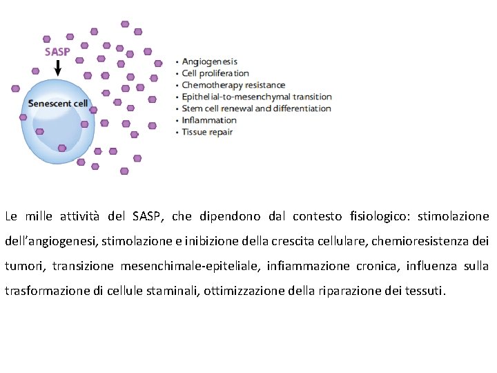 Le mille attività del SASP, che dipendono dal contesto fisiologico: stimolazione dell’angiogenesi, stimolazione e