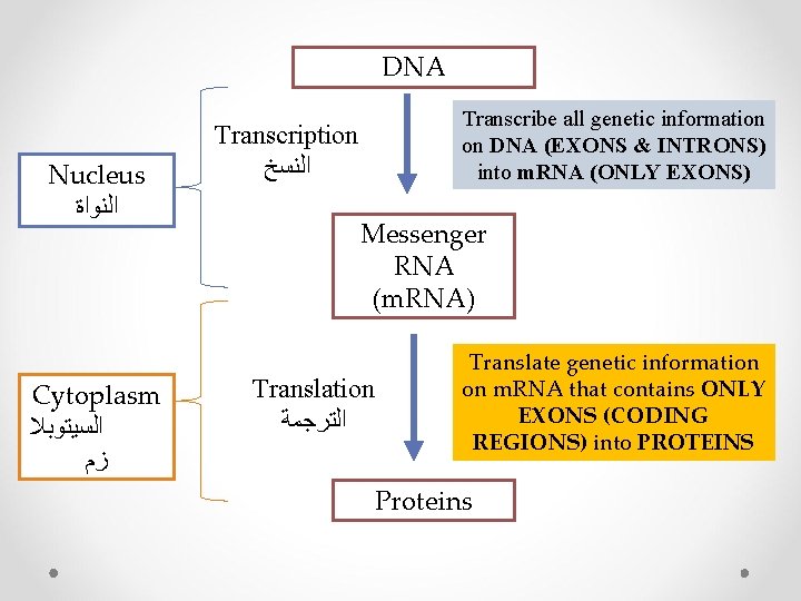 5 Nucleic Acids Dr Ayat B Alghafari Biochemistry