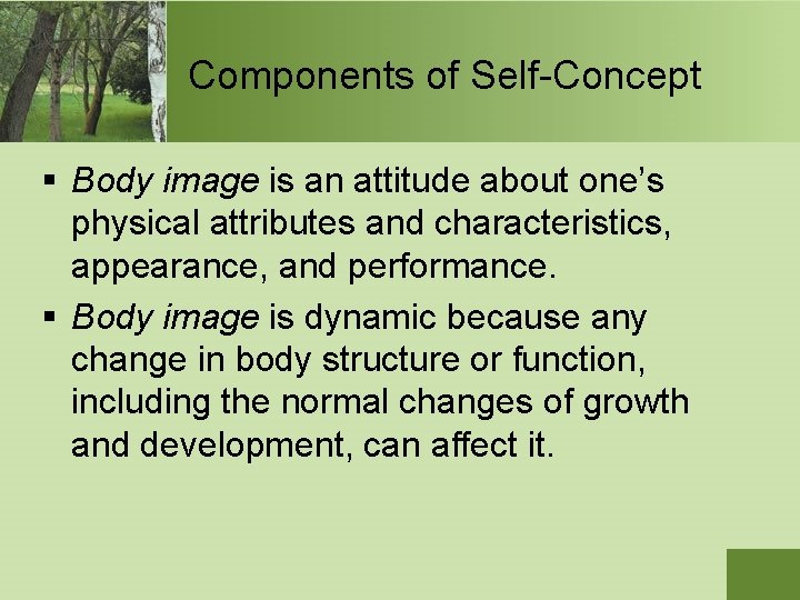 Components of Self-Concept § Body image is an attitude about one’s physical attributes and