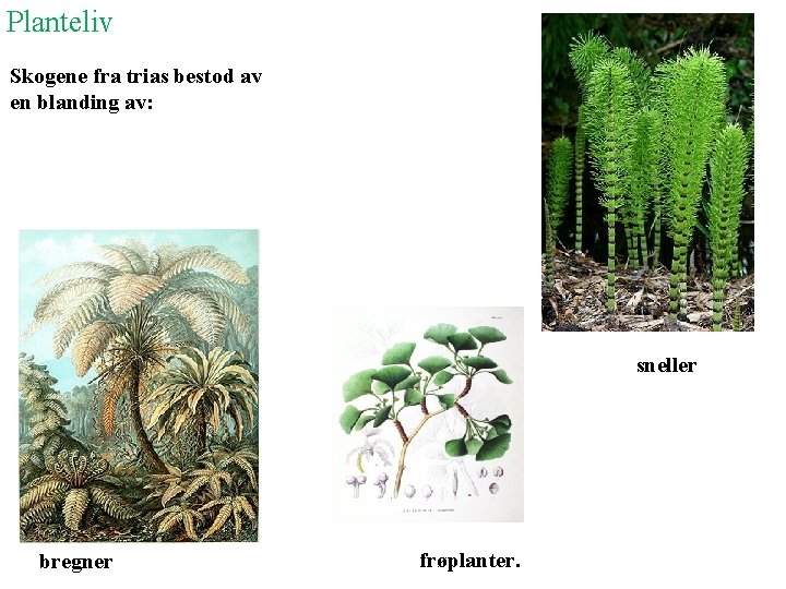 Planteliv Skogene fra trias bestod av en blanding av: sneller bregner frøplanter. 