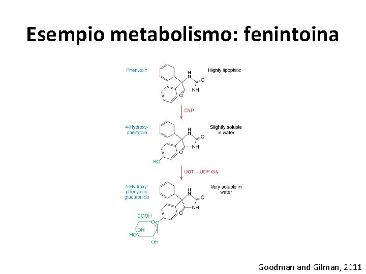 Esempio metabolismo: fenintoina Goodman and Gilman, 2011 