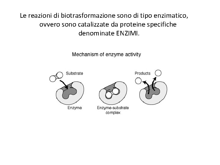 Le reazioni di biotrasformazione sono di tipo enzimatico, ovvero sono catalizzate da proteine specifiche
