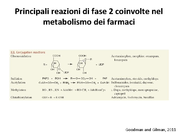 Principali reazioni di fase 2 coinvolte nel metabolismo dei farmaci Goodman and Gilman, 2011