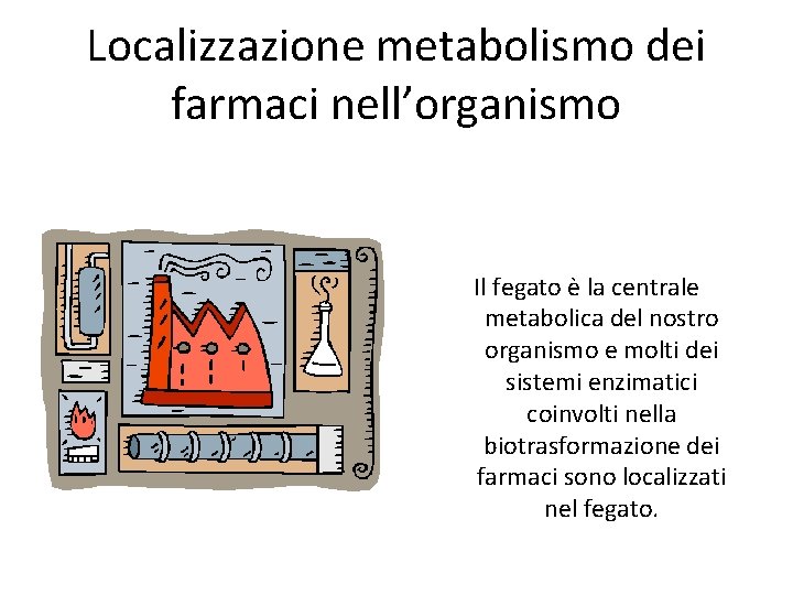 Localizzazione metabolismo dei farmaci nell’organismo Il fegato è la centrale metabolica del nostro organismo