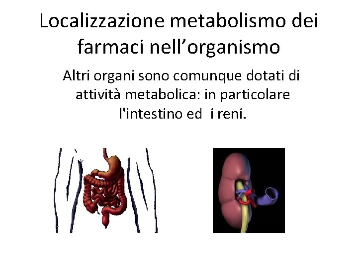 Localizzazione metabolismo dei farmaci nell’organismo Altri organi sono comunque dotati di attività metabolica: in