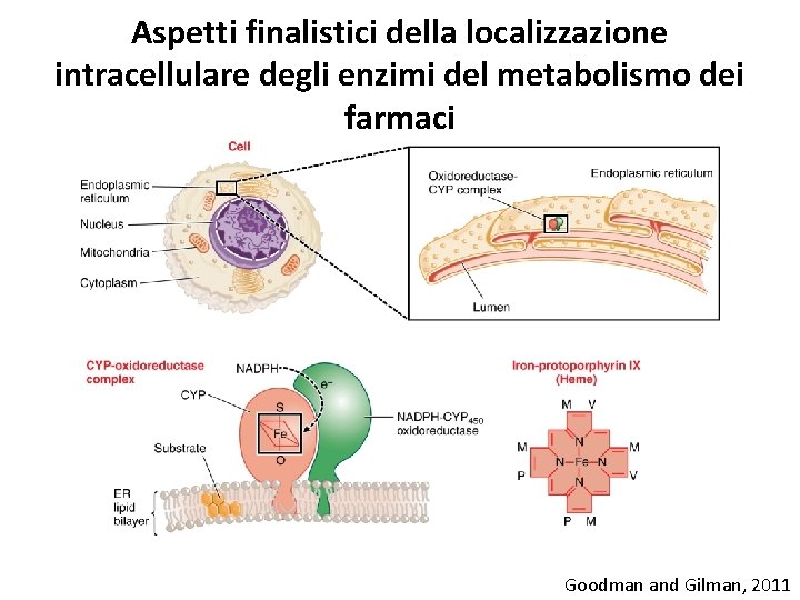 Aspetti finalistici della localizzazione intracellulare degli enzimi del metabolismo dei farmaci Goodman and Gilman,