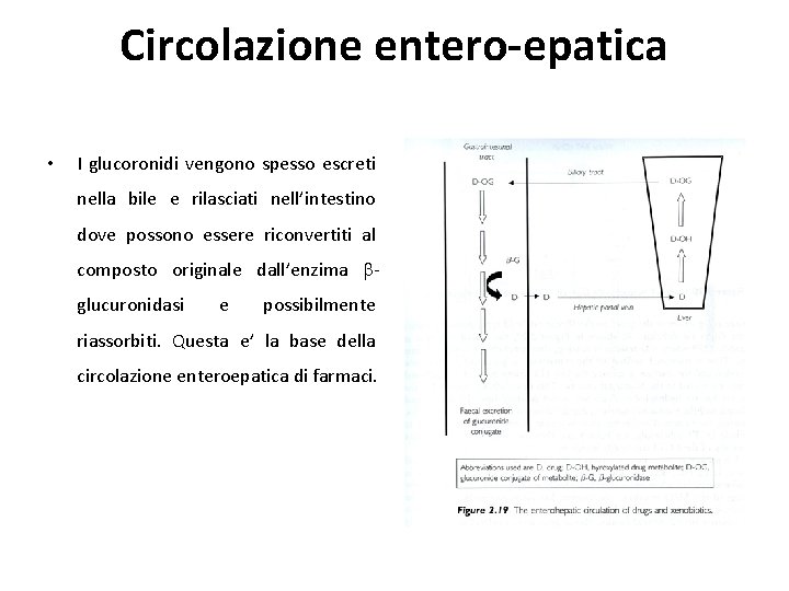 Circolazione entero-epatica • I glucoronidi vengono spesso escreti nella bile e rilasciati nell’intestino dove