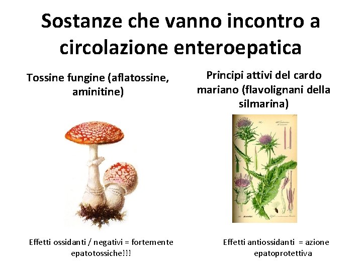 Sostanze che vanno incontro a circolazione enteroepatica Tossine fungine (aflatossine, aminitine) Effetti ossidanti /