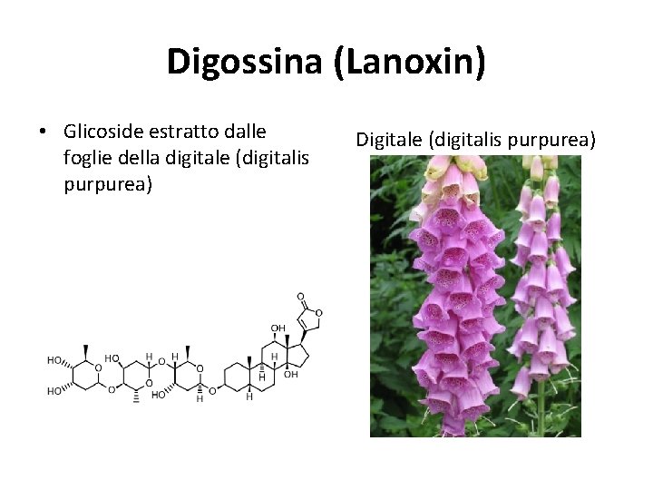 Digossina (Lanoxin) • Glicoside estratto dalle foglie della digitale (digitalis purpurea) Digitale (digitalis purpurea)