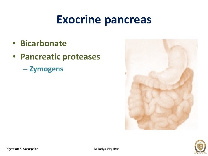 Exocrine pancreas • Bicarbonate • Pancreatic proteases – Zymogens Digestion & Absorption Dr Jariya