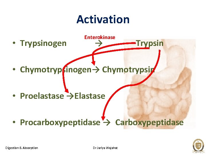 Activation • Trypsinogen Enterokinase → Trypsin • Chymotrypsinogen→ Chymotrypsin • Proelastase →Elastase • Procarboxypeptidase