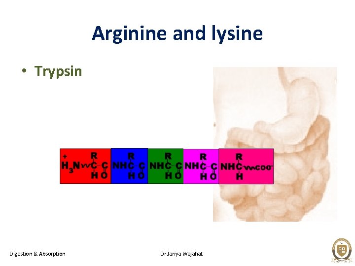 Arginine and lysine • Trypsin Digestion & Absorption Dr Jariya Wajahat 