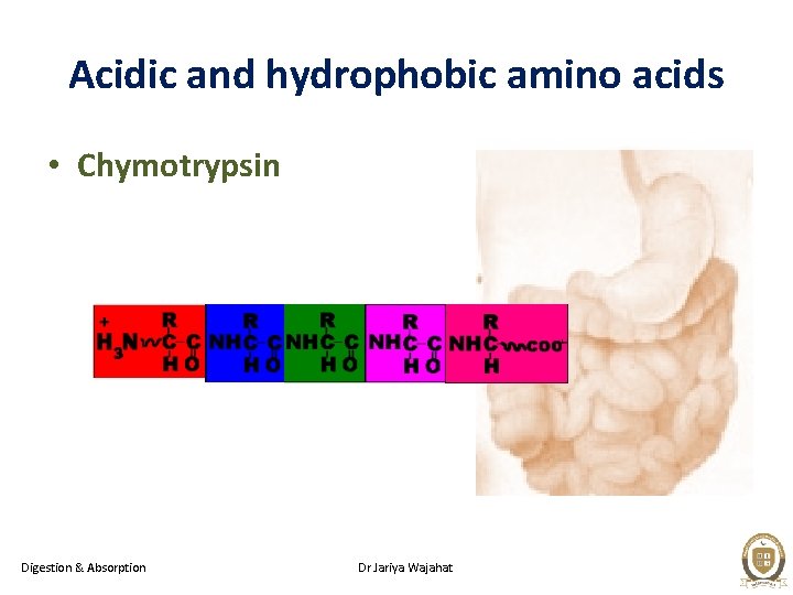Acidic and hydrophobic amino acids • Chymotrypsin Digestion & Absorption Dr Jariya Wajahat 