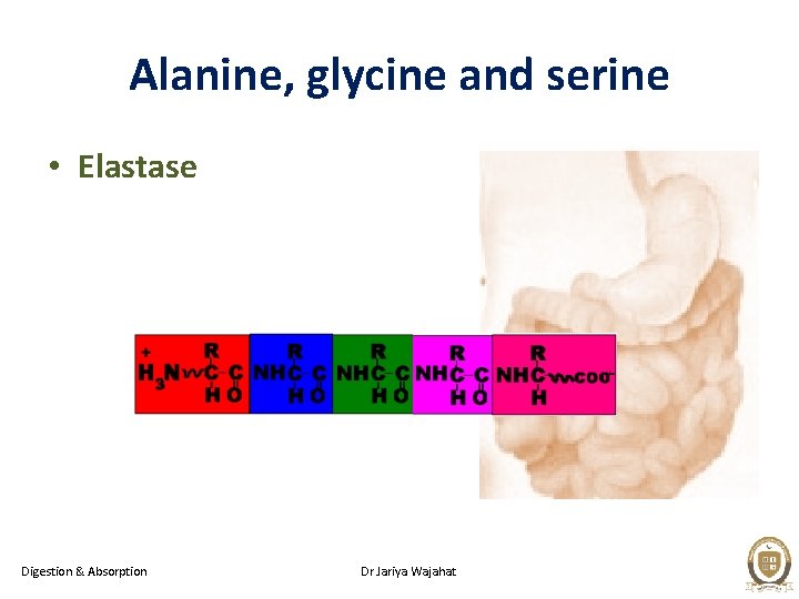 Alanine, glycine and serine • Elastase Digestion & Absorption Dr Jariya Wajahat 
