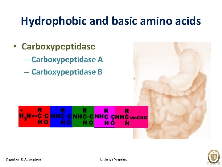 Hydrophobic and basic amino acids • Carboxypeptidase – Carboxypeptidase A – Carboxypeptidase B Digestion