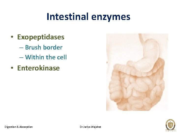 Intestinal enzymes • Exopeptidases – Brush border – Within the cell • Enterokinase Digestion