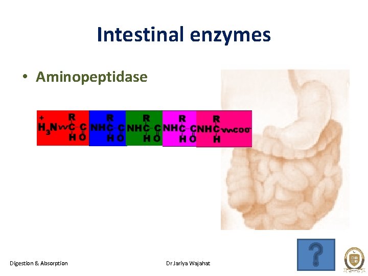Intestinal enzymes • Aminopeptidase Digestion & Absorption Dr Jariya Wajahat 