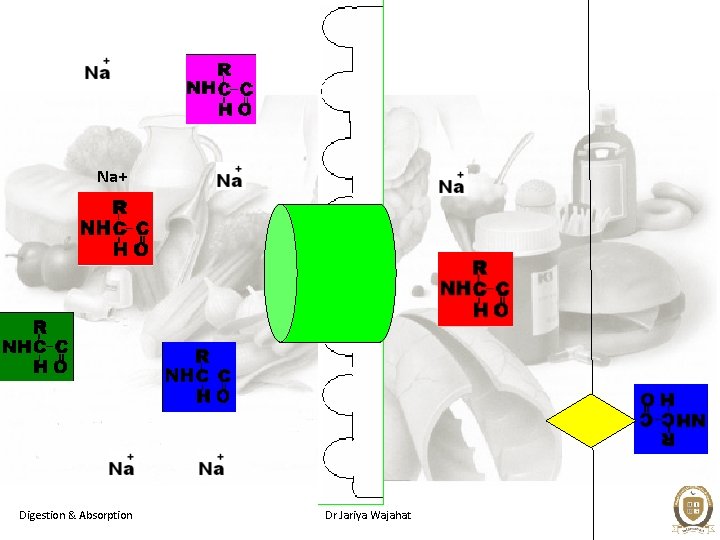 Na+ Digestion & Absorption Dr Jariya Wajahat 