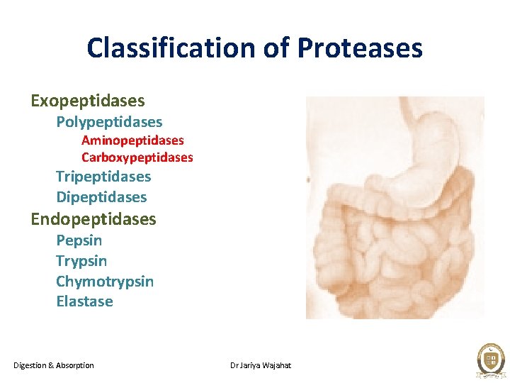 Classification of Proteases Exopeptidases Polypeptidases Aminopeptidases Carboxypeptidases Tripeptidases Dipeptidases Endopeptidases Pepsin Trypsin Chymotrypsin Elastase