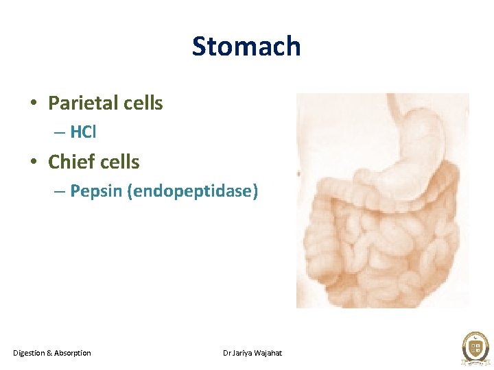 Stomach • Parietal cells – HCl • Chief cells – Pepsin (endopeptidase) Digestion &