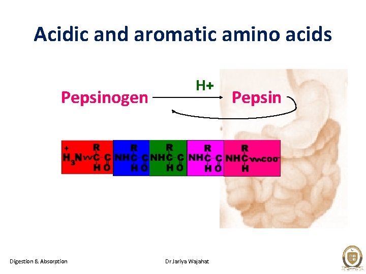 Acidic and aromatic amino acids Pepsinogen Digestion & Absorption H+ Dr Jariya Wajahat Pepsin