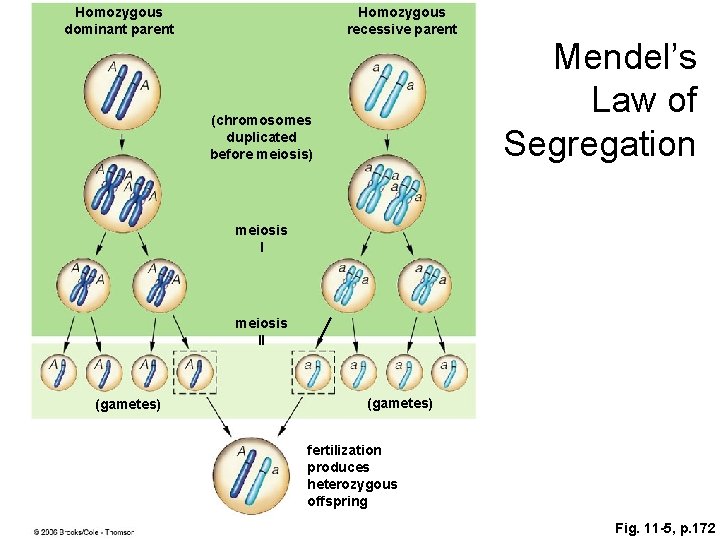 Homozygous dominant parent Homozygous recessive parent (chromosomes duplicated before meiosis) Mendel’s Law of Segregation