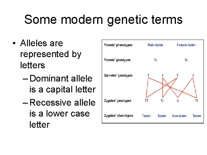 Some modern genetic terms • Alleles are represented by letters – Dominant allele is